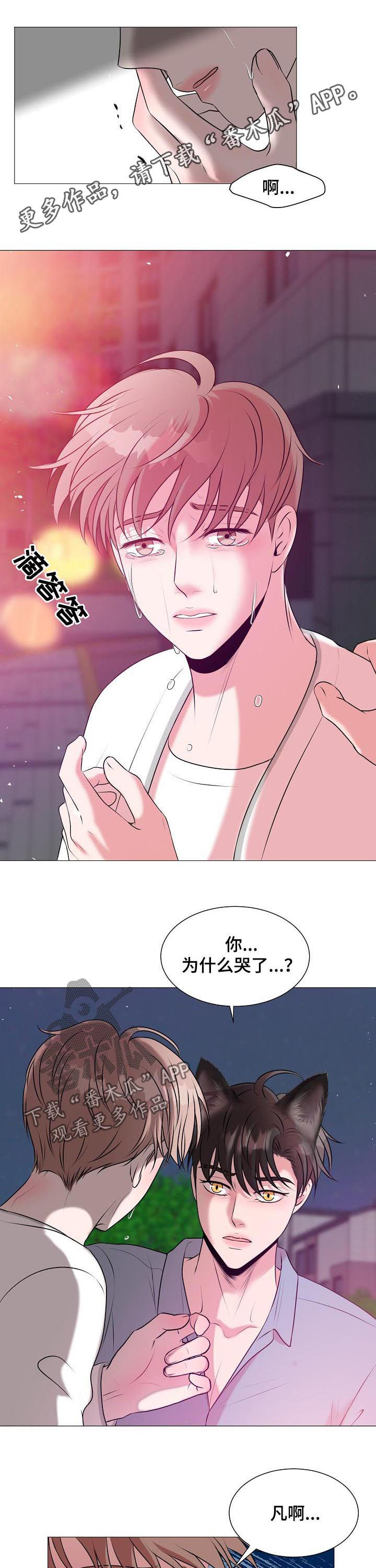 《猫猫初体验》第41章爱情 第1页