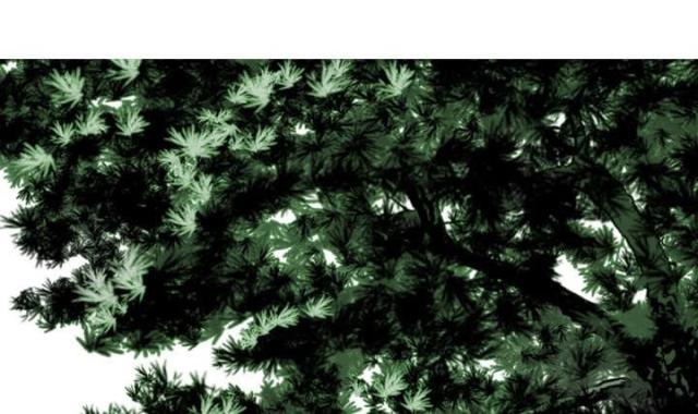 《樱花下的约定》第66话 第1页