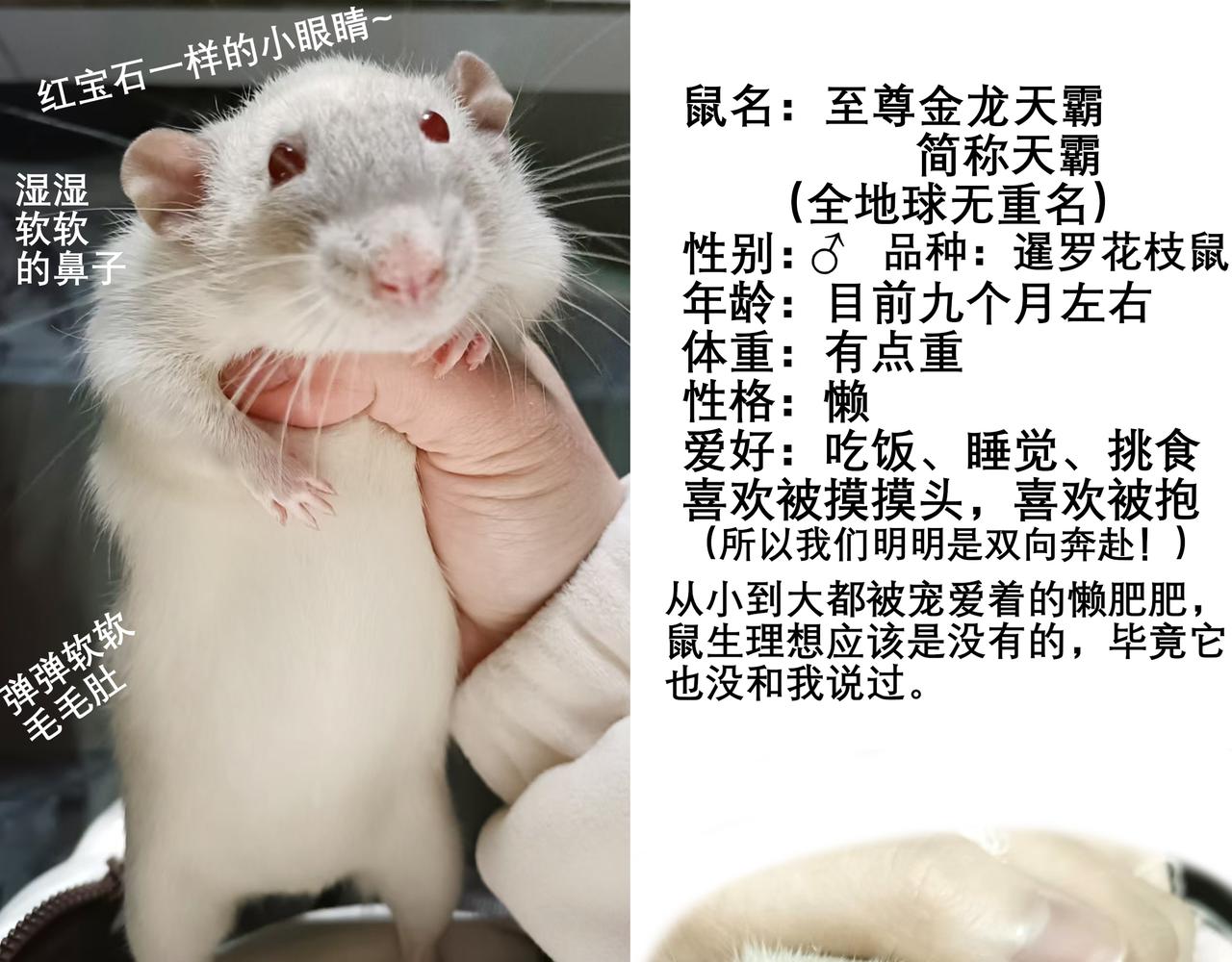《胖子晴的乱七八糟》胖子晴的吸鼠日常 第45页