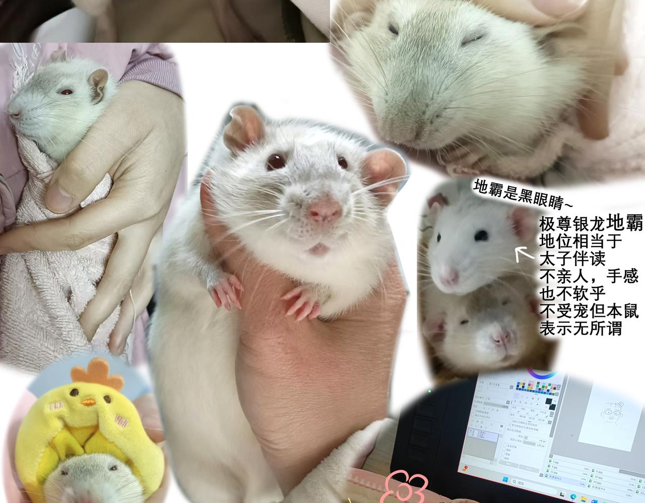 《胖子晴的乱七八糟》胖子晴的吸鼠日常 第46页