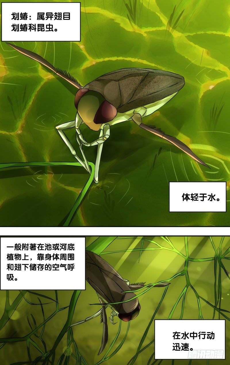 《虫生（开局觉醒跳蚤血脉）》30.划蝽 第1页