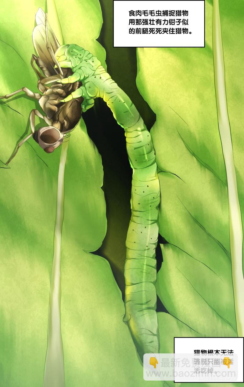 《虫生（开局觉醒跳蚤血脉）》138.食肉毛毛虫 第12页