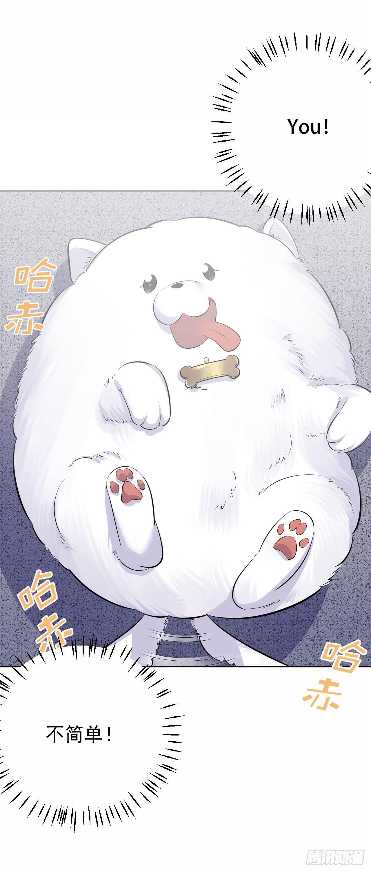 《岳父大人是老婆》27.球球的逆袭！ 第19页