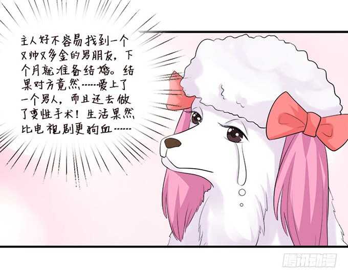 《我家王子是男仆》新男朋友，卡欧？ 第16页