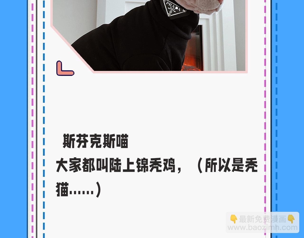 《人鱼陷落（彩蛋日更中）》第43期 人鱼陷落的主角都是什么品种的猫（日更中） 第16页