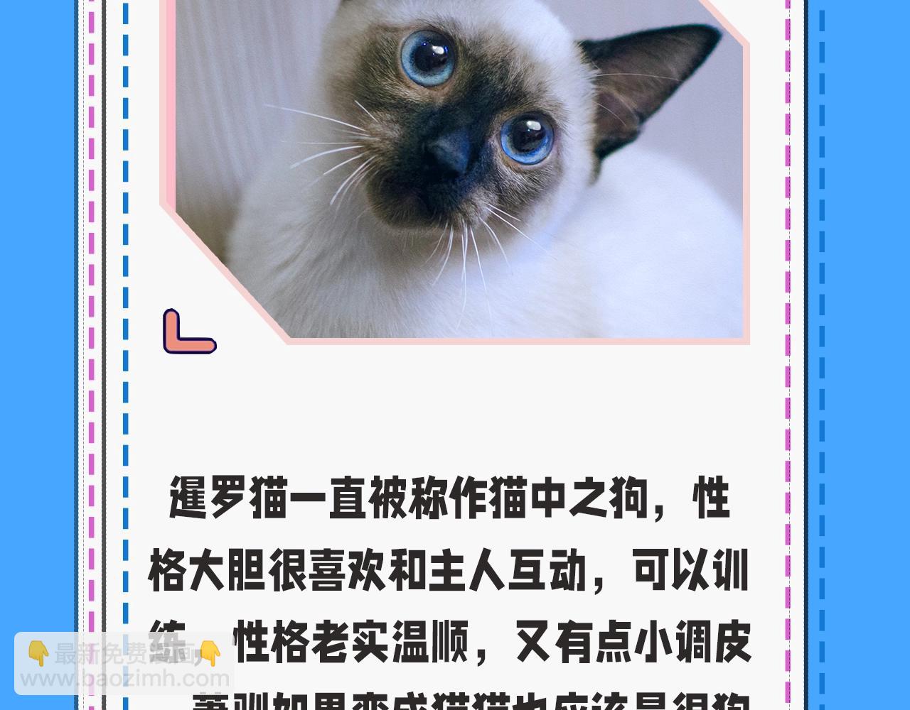《人鱼陷落（彩蛋日更中）》第43期 人鱼陷落的主角都是什么品种的猫（日更中） 第12页