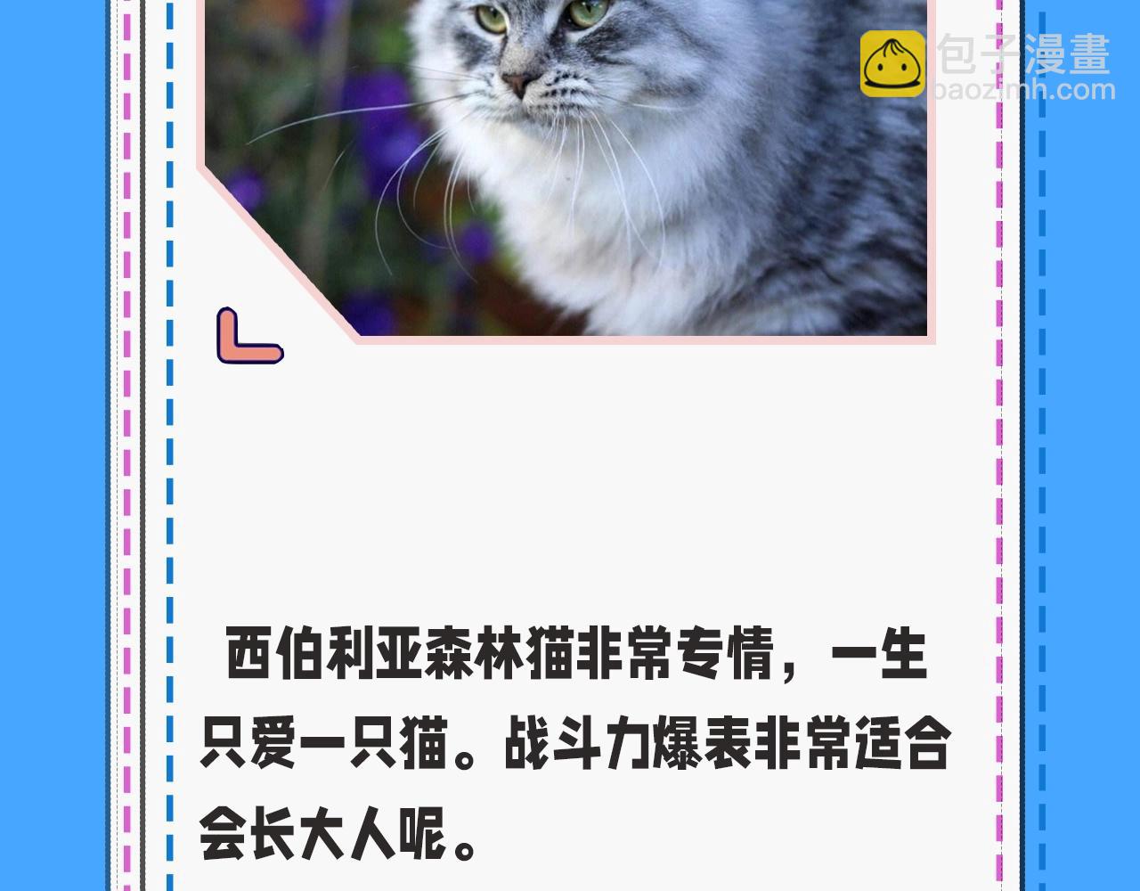 《人鱼陷落（彩蛋日更中）》第43期 人鱼陷落的主角都是什么品种的猫（日更中） 第14页