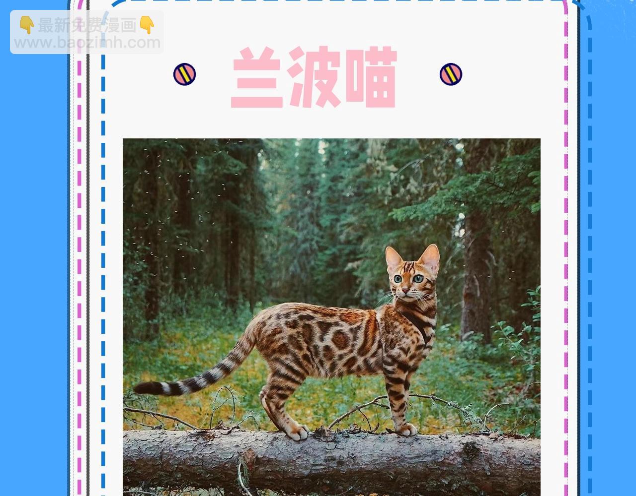 《人鱼陷落（彩蛋日更中）》第43期 人鱼陷落的主角都是什么品种的猫（日更中） 第4页