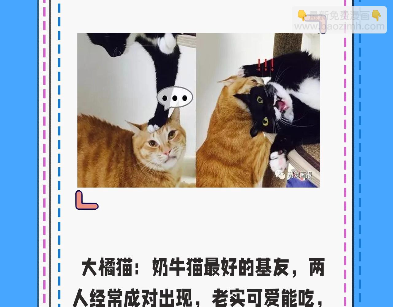 《人鱼陷落（彩蛋日更中）》第43期 人鱼陷落的主角都是什么品种的猫（日更中） 第8页