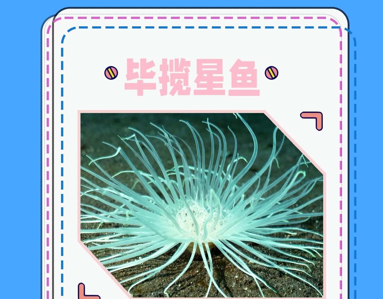 《人鱼陷落（彩蛋日更中）》第52期 人鱼陷落的主角都是什么品种的鱼（日更中） 第16页