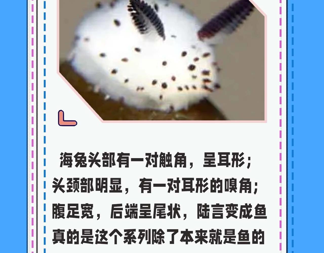 《人鱼陷落（彩蛋日更中）》第52期 人鱼陷落的主角都是什么品种的鱼（日更中） 第14页