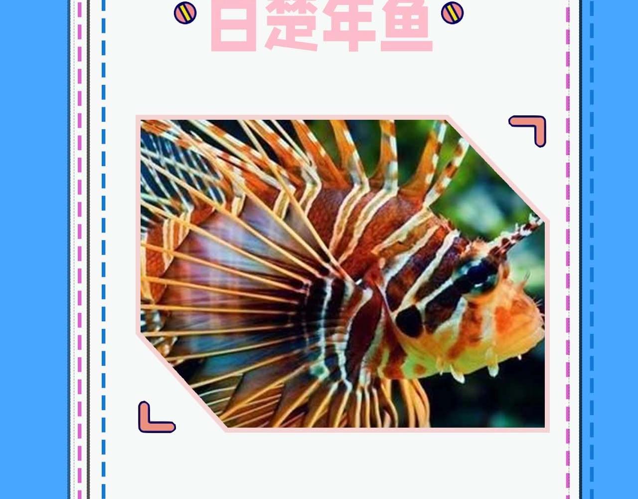 《人鱼陷落（彩蛋日更中）》第52期 人鱼陷落的主角都是什么品种的鱼（日更中） 第8页