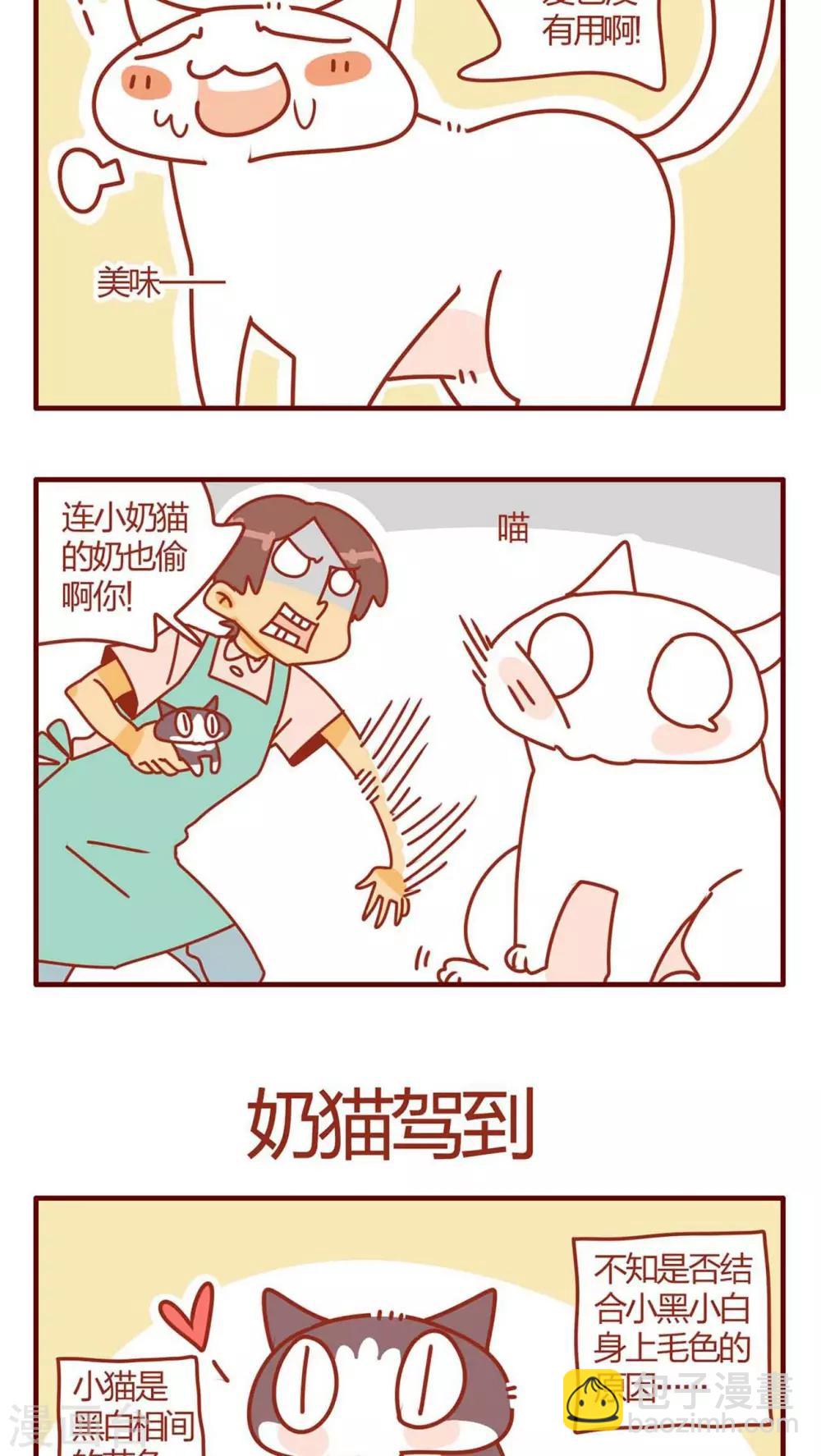 《猫咪甜品屋》第9话 第12页