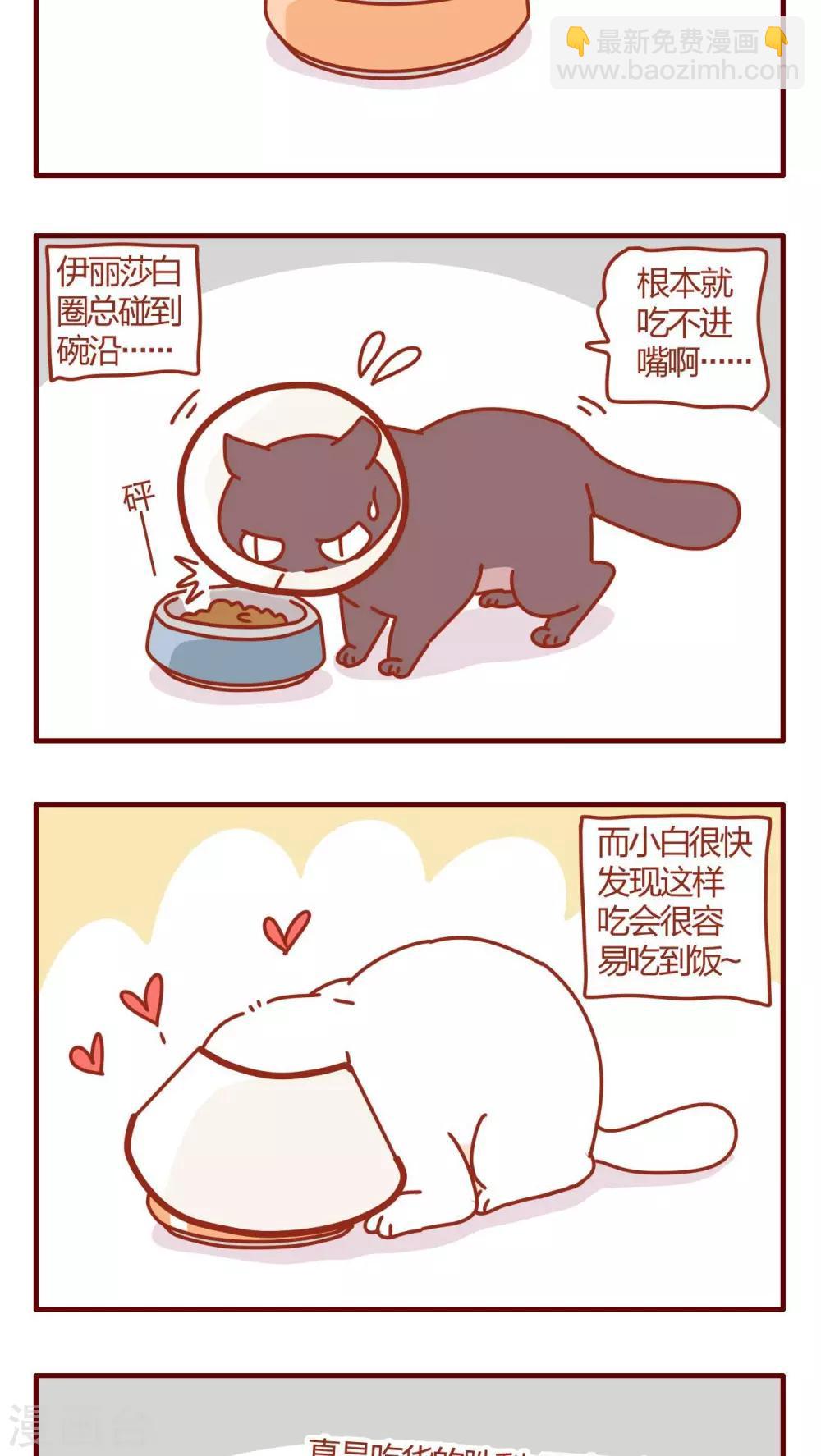《猫咪甜品屋》第48话 第11页
