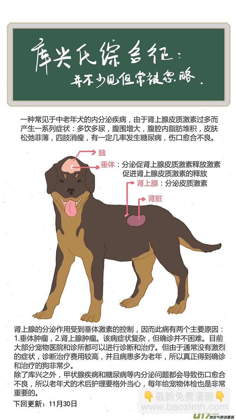 《百足宠物诊所》033 犭库欣氏症 第12页
