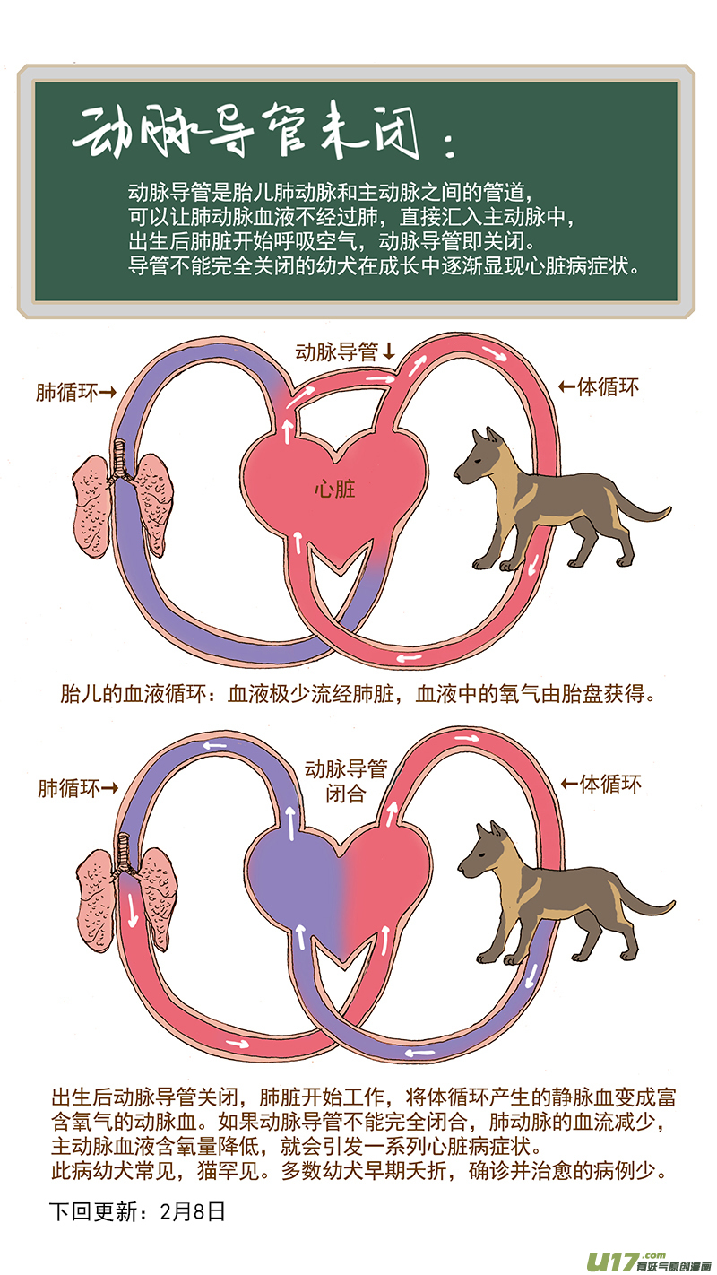 《百足宠物诊所》043 动脉导管未闭 第14页