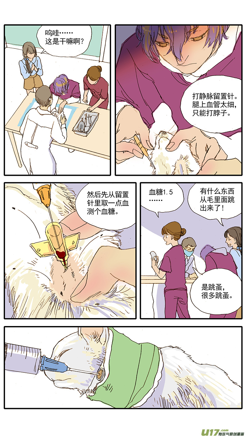 《百足宠物诊所》047 低血糖奶猫到底吃什么？ 第8页