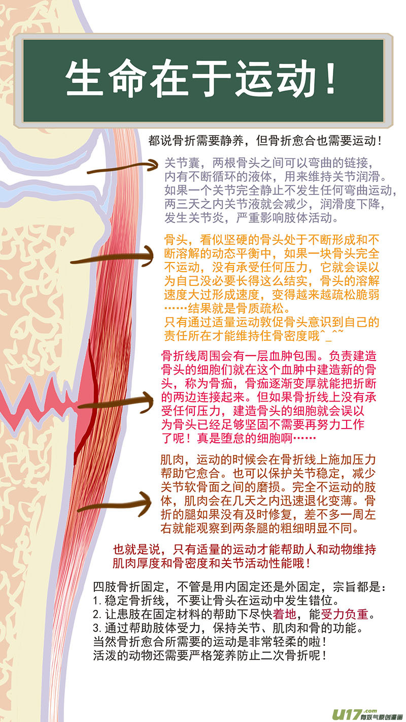 《百足宠物诊所》075 骨折愈合 第13页