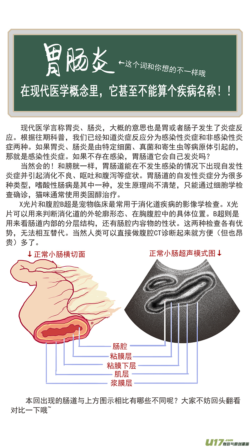 《百足宠物诊所》123 猫嗜酸性肠炎 第12页