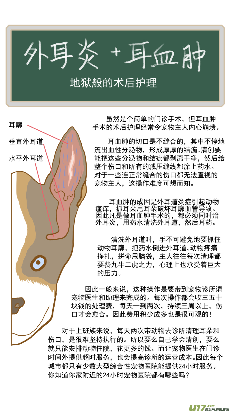 《百足宠物诊所》153 耳血肿的术后护理 第13页