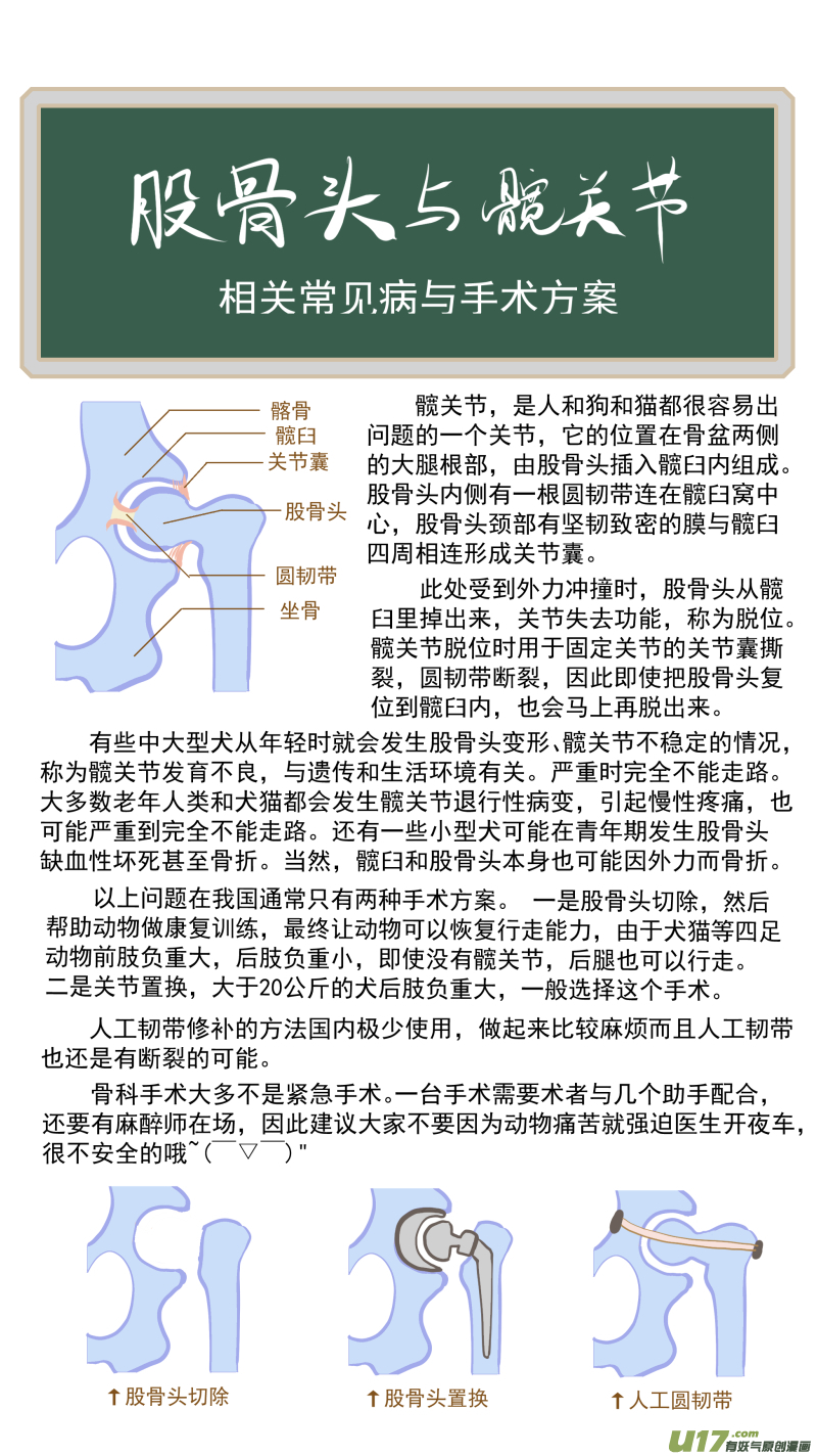 《百足宠物诊所》177 髋关节脱位 第13页