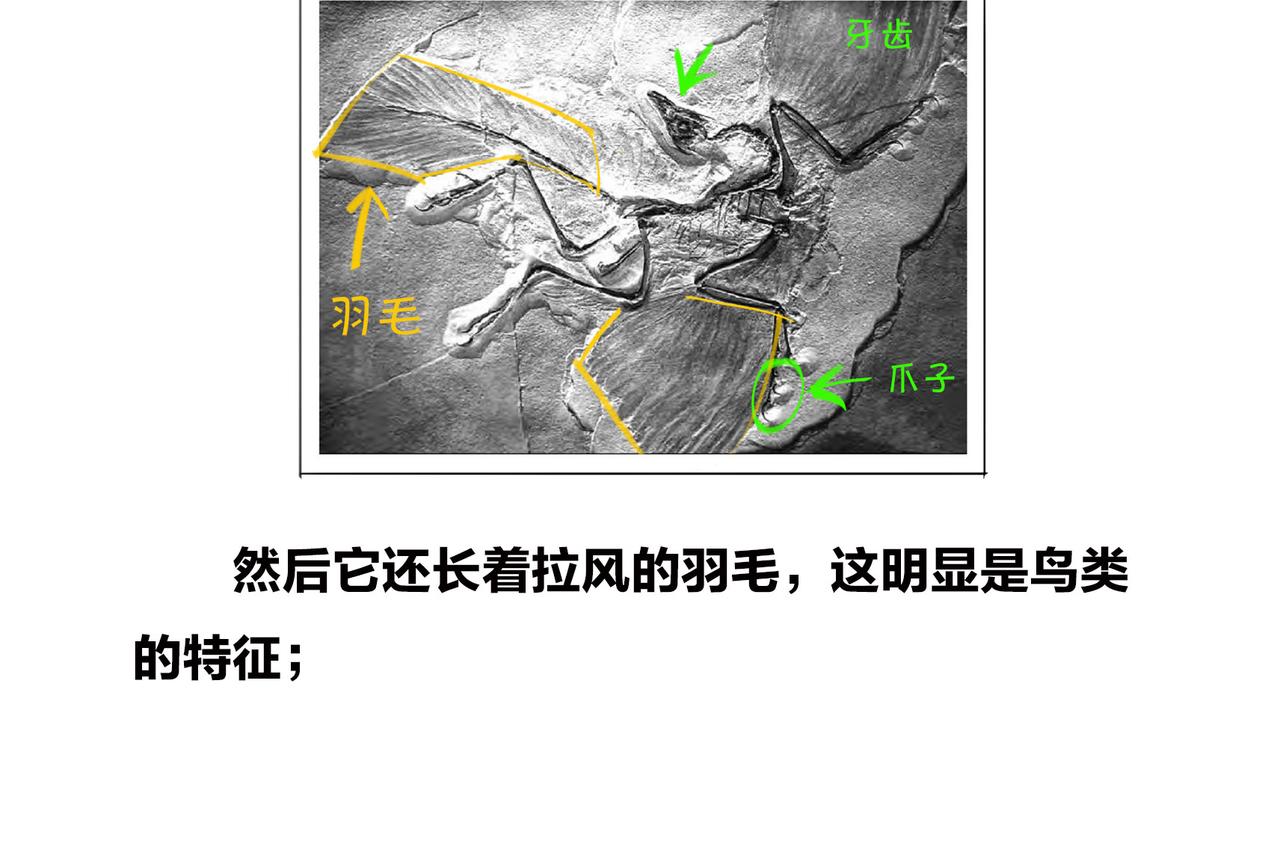 《1小时看懂相对论》进化的套路——生命之树 第35页