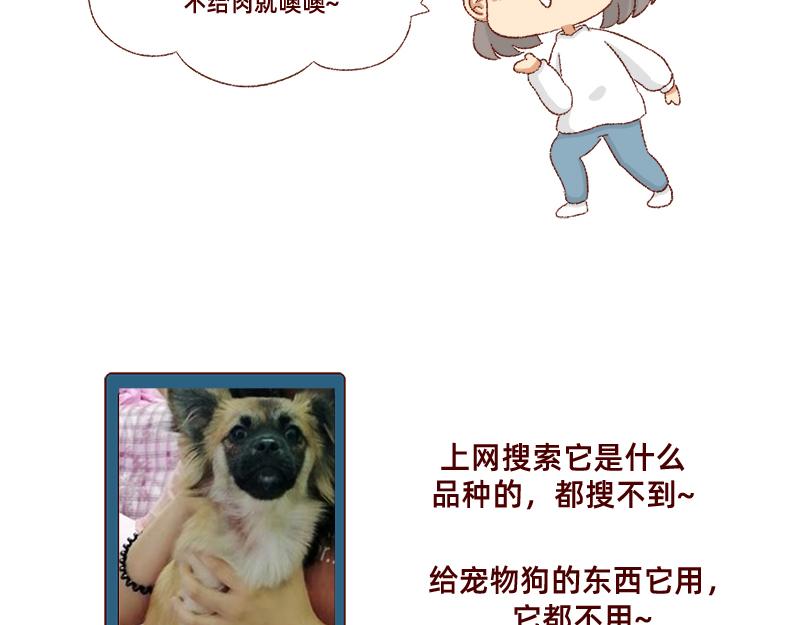 《加零的漫画日记》双11我家来了条单身狗 第19页
