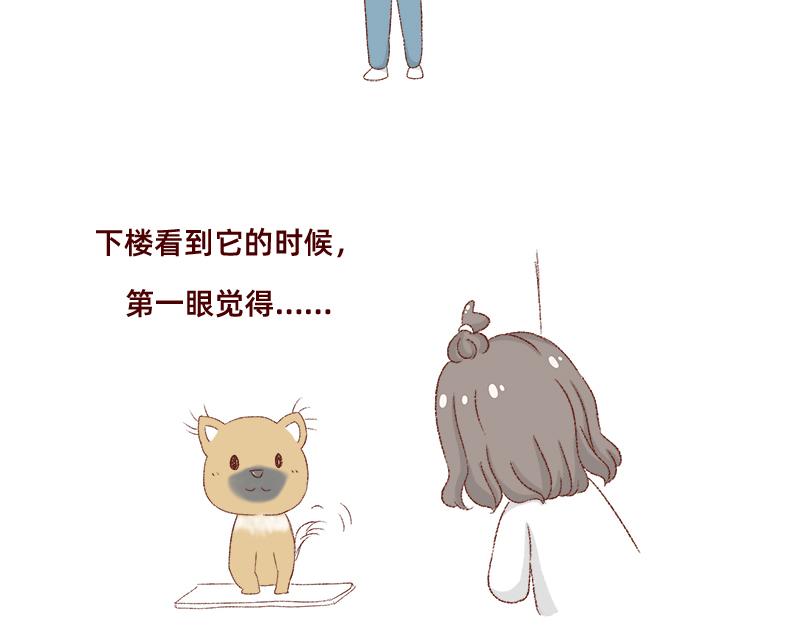 《加零的漫画日记》双11我家来了条单身狗 第7页