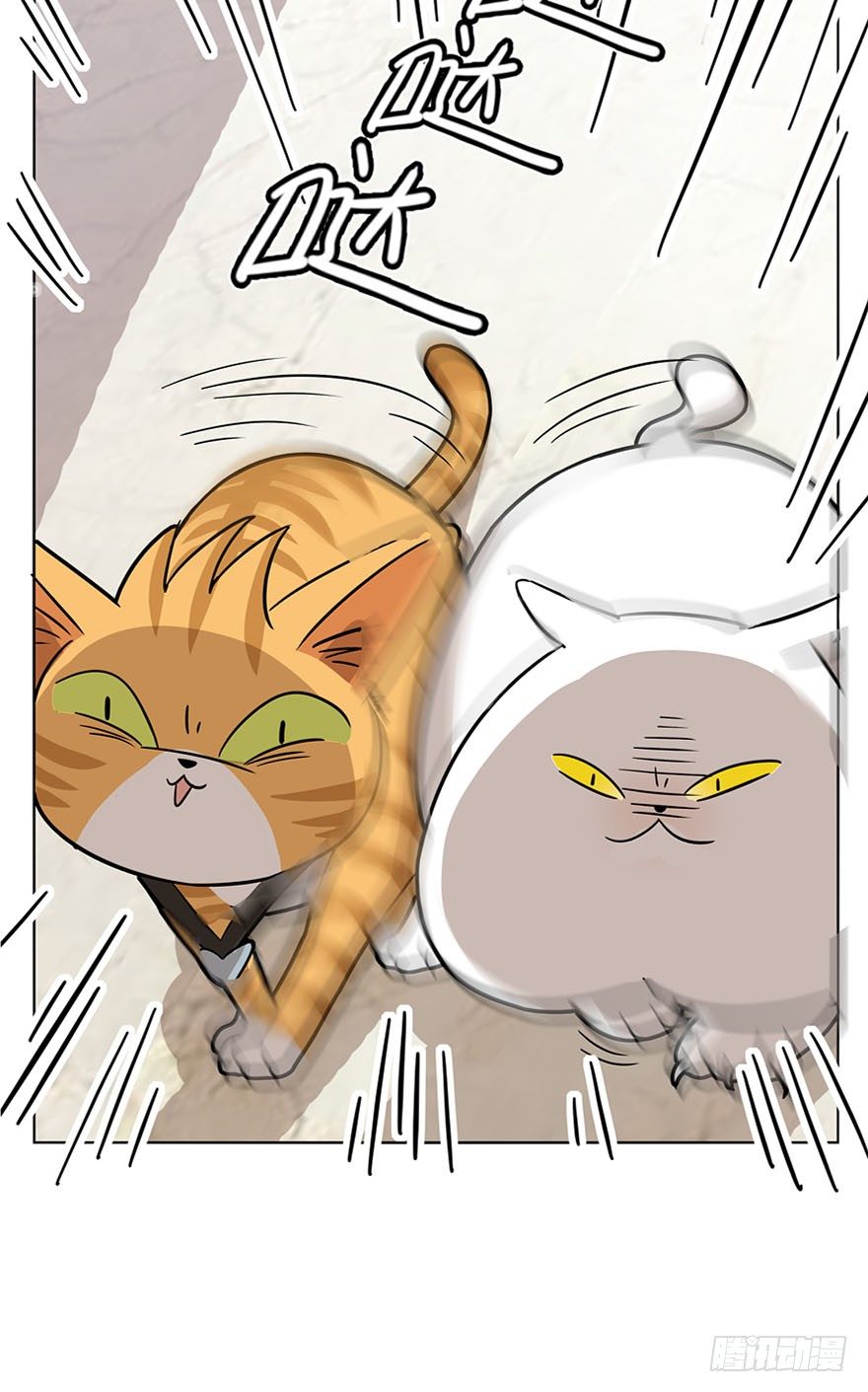 《回到过去变成猫外传》第14爪 服不服！ 第10页