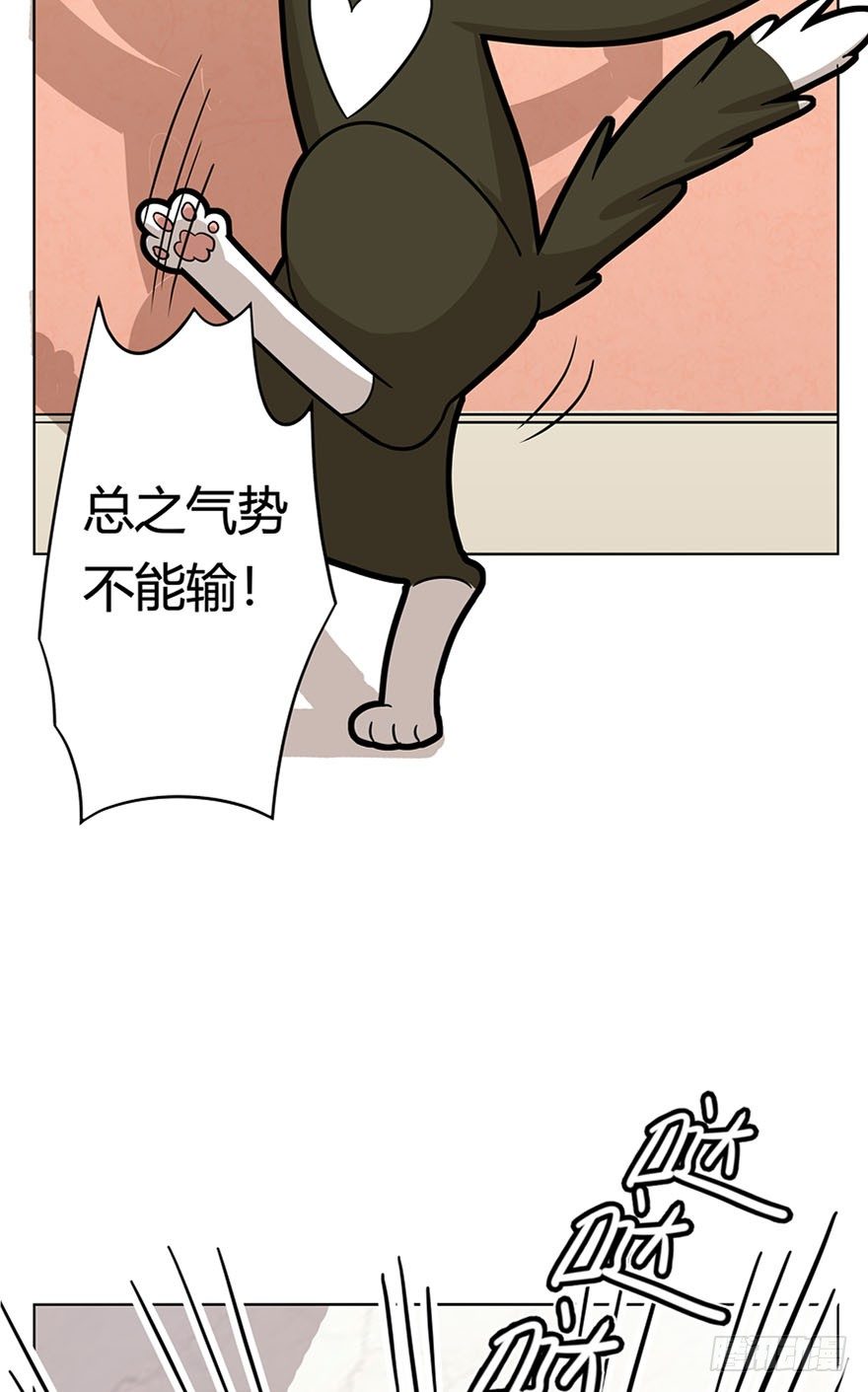 《回到过去变成猫外传》第14爪 服不服！ 第9页