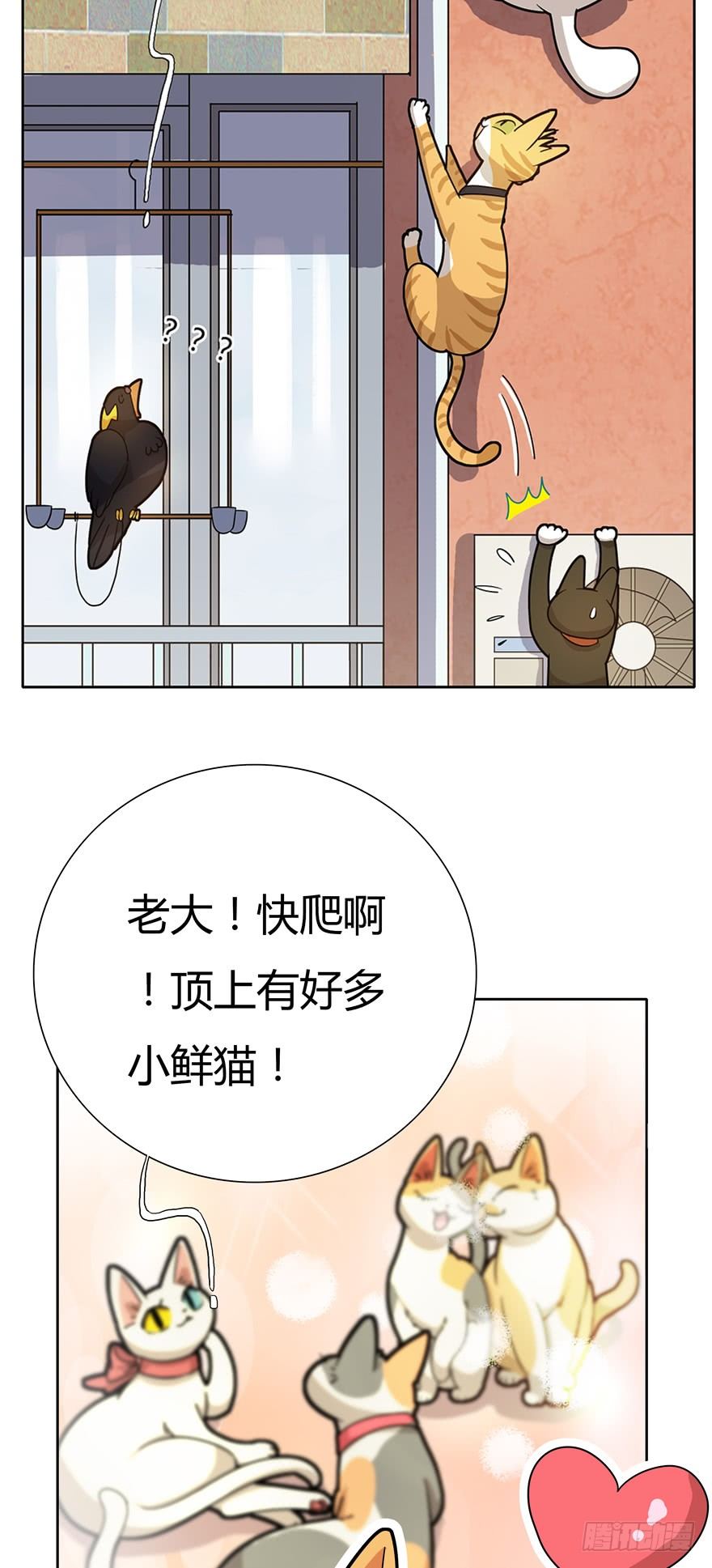 《回到过去变成猫外传》第16爪 是猫就跳100层 第12页