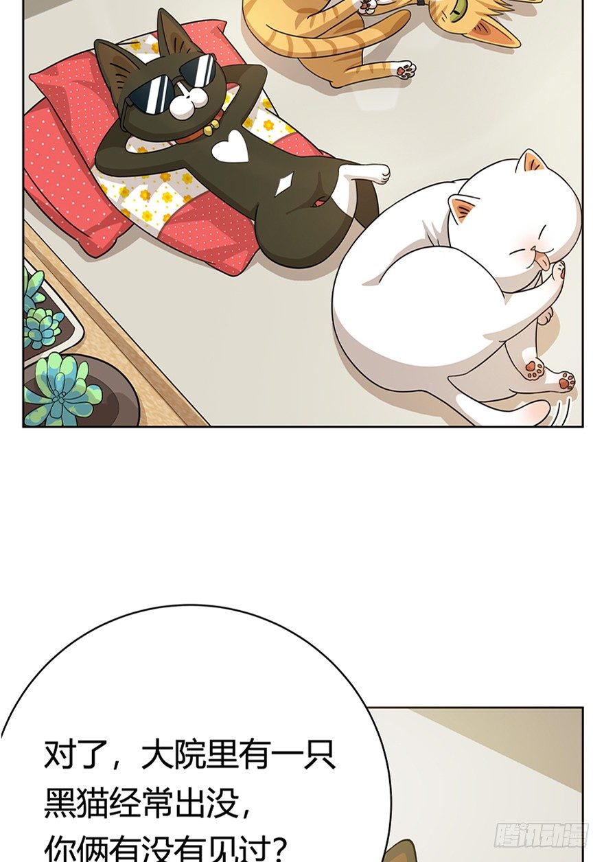 《回到过去变成猫外传》第18爪 猫生赢家（下） 第8页