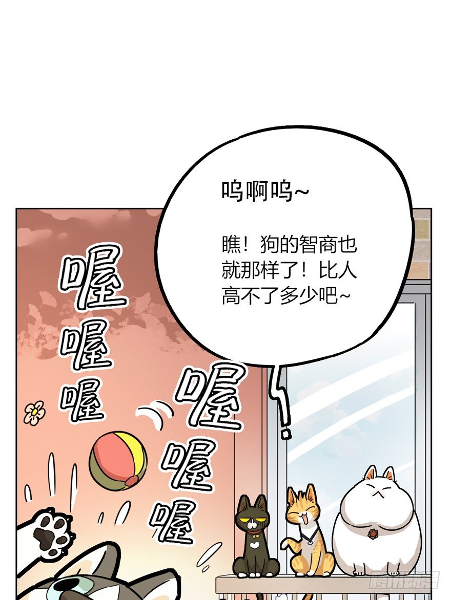 《回到过去变成猫外传》第28爪 猫圈鄙视链（上） 第23页