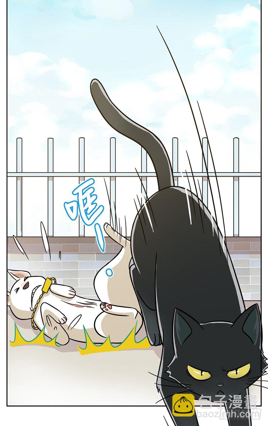 《回到过去变成猫外传》第48爪 强力外援（下） 第12页
