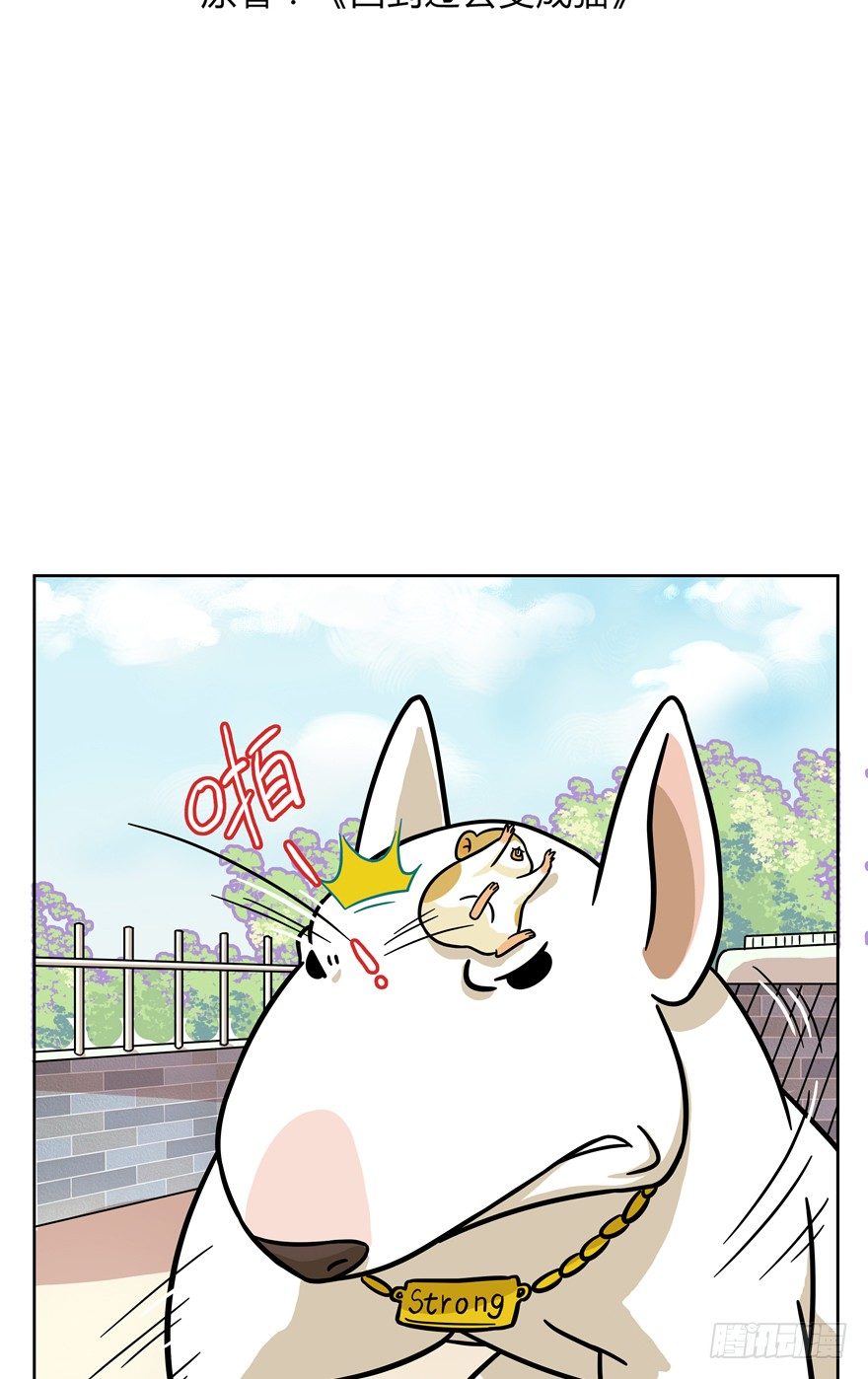 《回到过去变成猫外传》第48爪 强力外援（下） 第3页