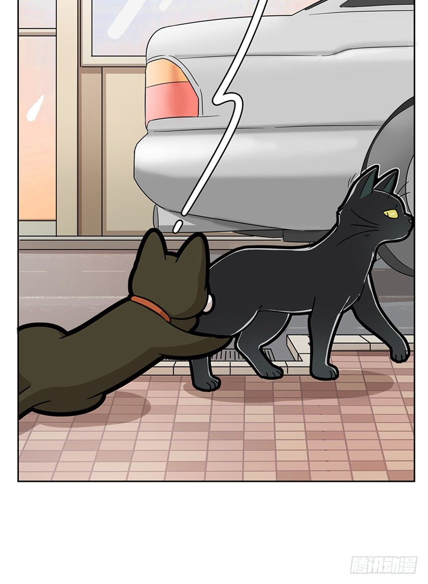《回到过去变成猫外传》第57爪 小爷我是人 第15页