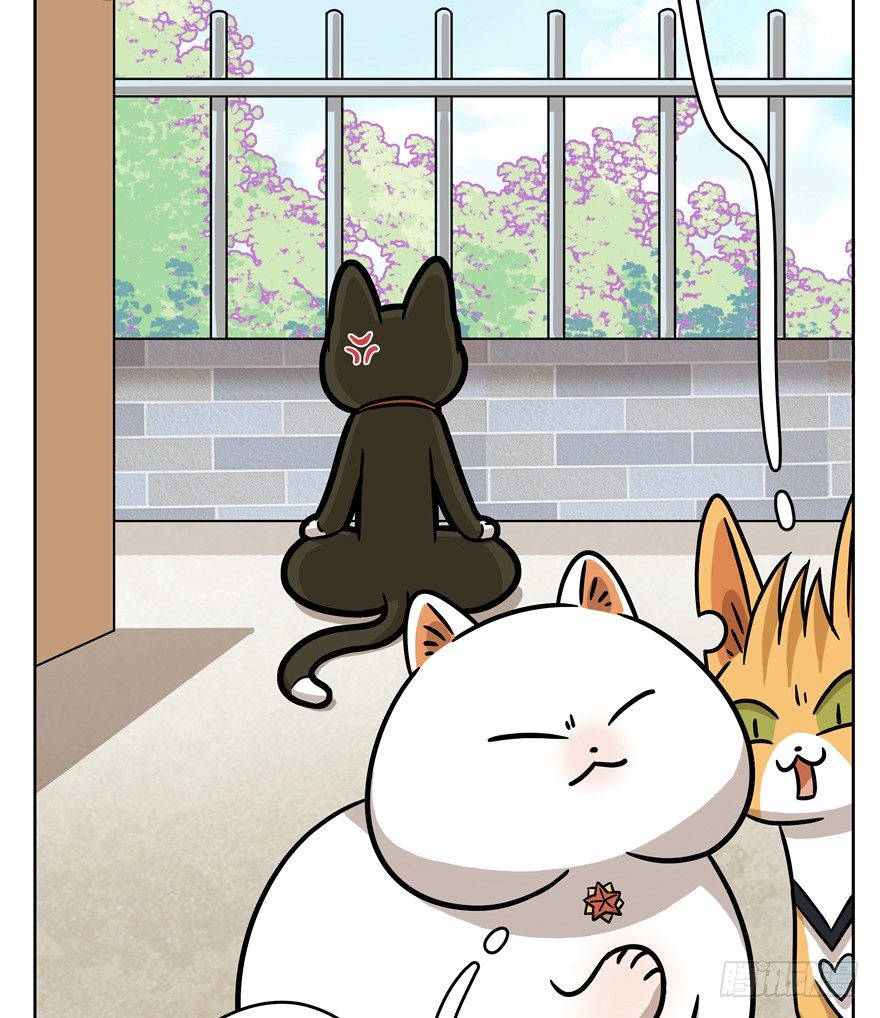 《回到过去变成猫外传》第59爪 到底是谁（下） 第11页