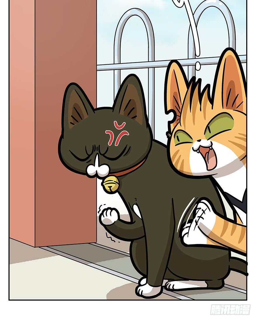 《回到过去变成猫外传》第60爪 行动开始 第13页