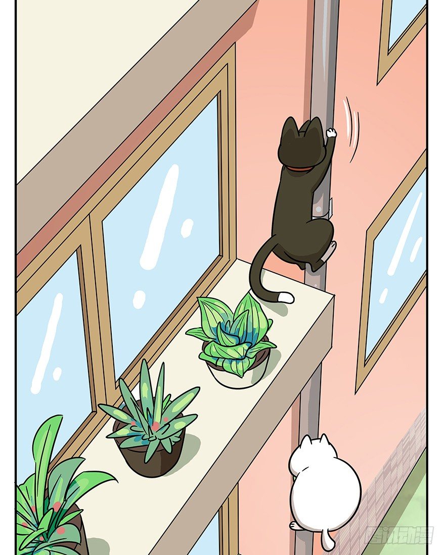 《回到过去变成猫外传》第60爪 行动开始 第19页