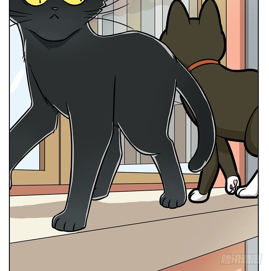 《回到过去变成猫外传》第60爪 行动开始 第22页