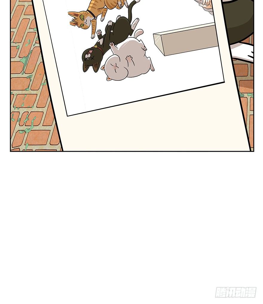 《回到过去变成猫外传》第63爪 众猫拾材火焰高 第43页