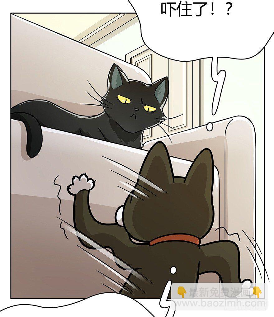 《回到过去变成猫外传》第74爪 身份之谜 第7页