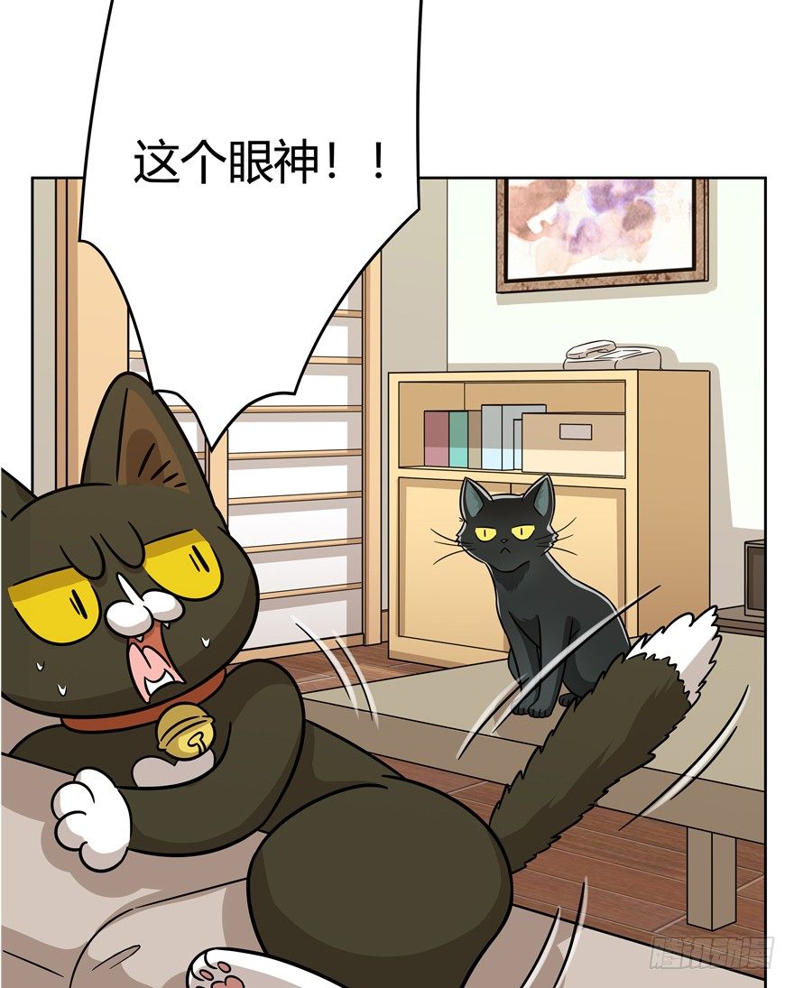 《回到过去变成猫外传》第80爪 “拖油瓶”黑呦呦（上） 第7页