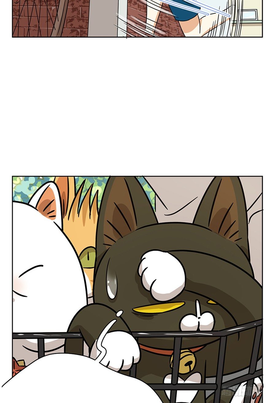 《回到过去变成猫外传》第85爪 黑呦呦出马（下） 第16页