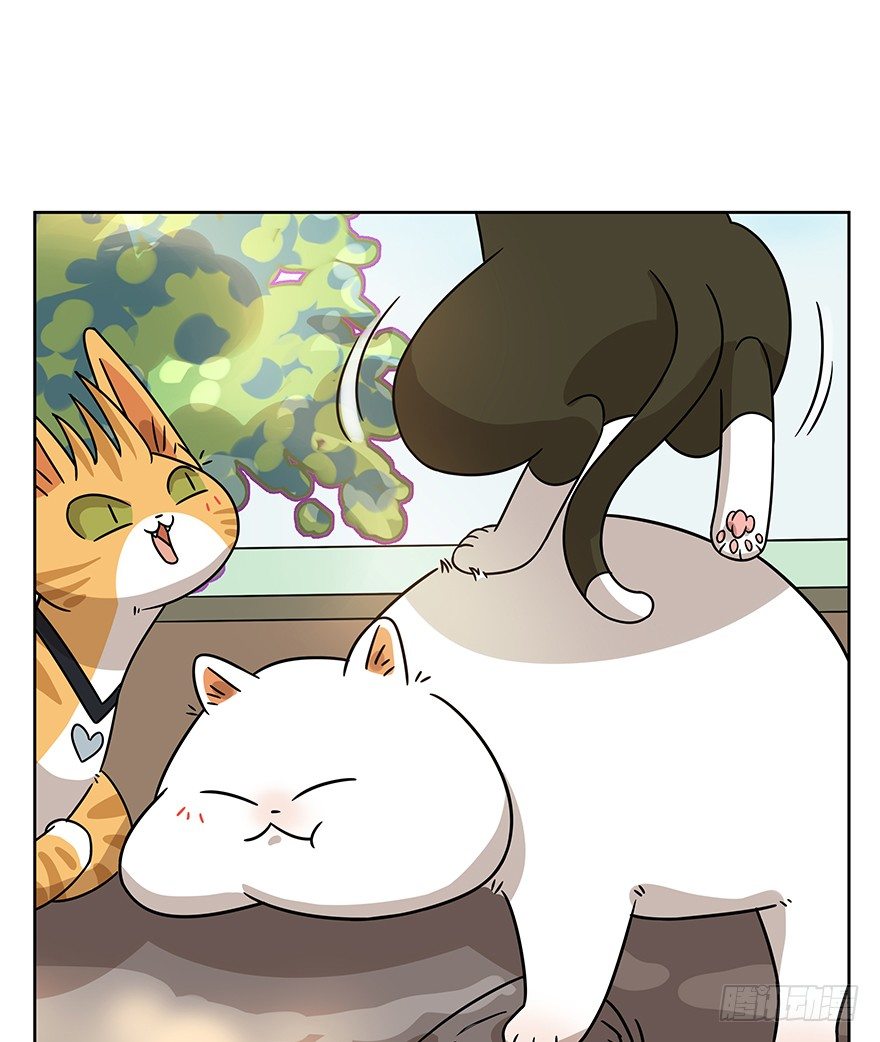 《回到过去变成猫外传》第98爪 告密（下） 第6页