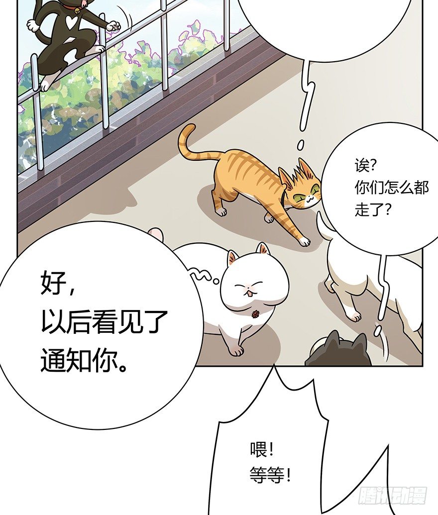 《回到过去变成猫外传》第95爪 “大事情” 第14页