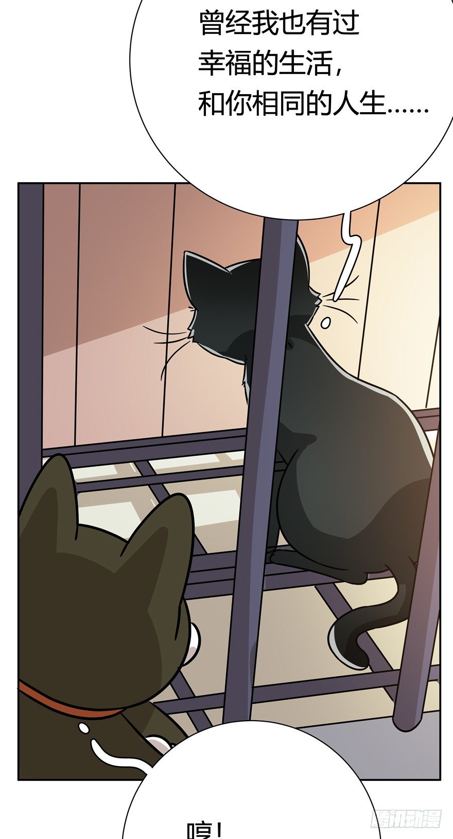 《回到过去变成猫外传》第100爪 黑炭的真相 第27页