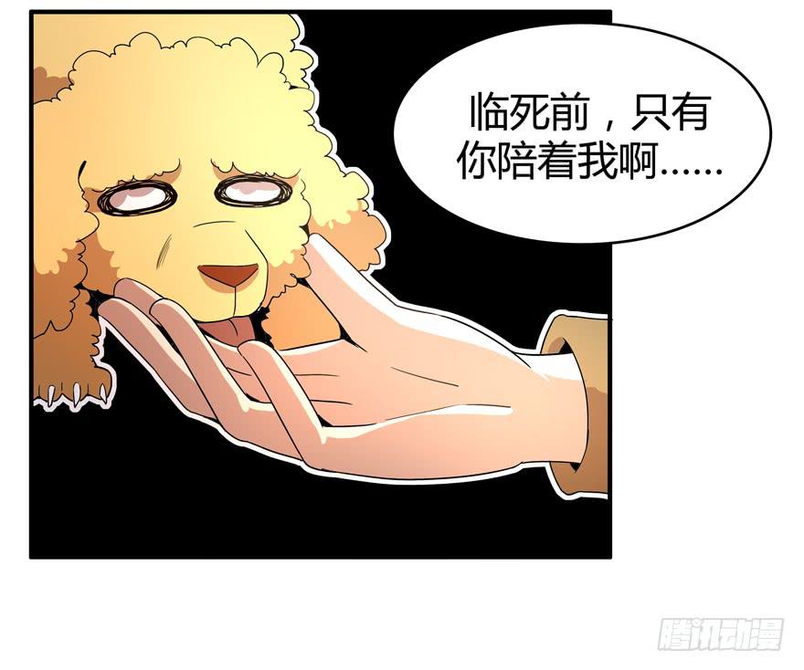 《YOYO的奇葩动物帝国》军犭的荣耀 第11页