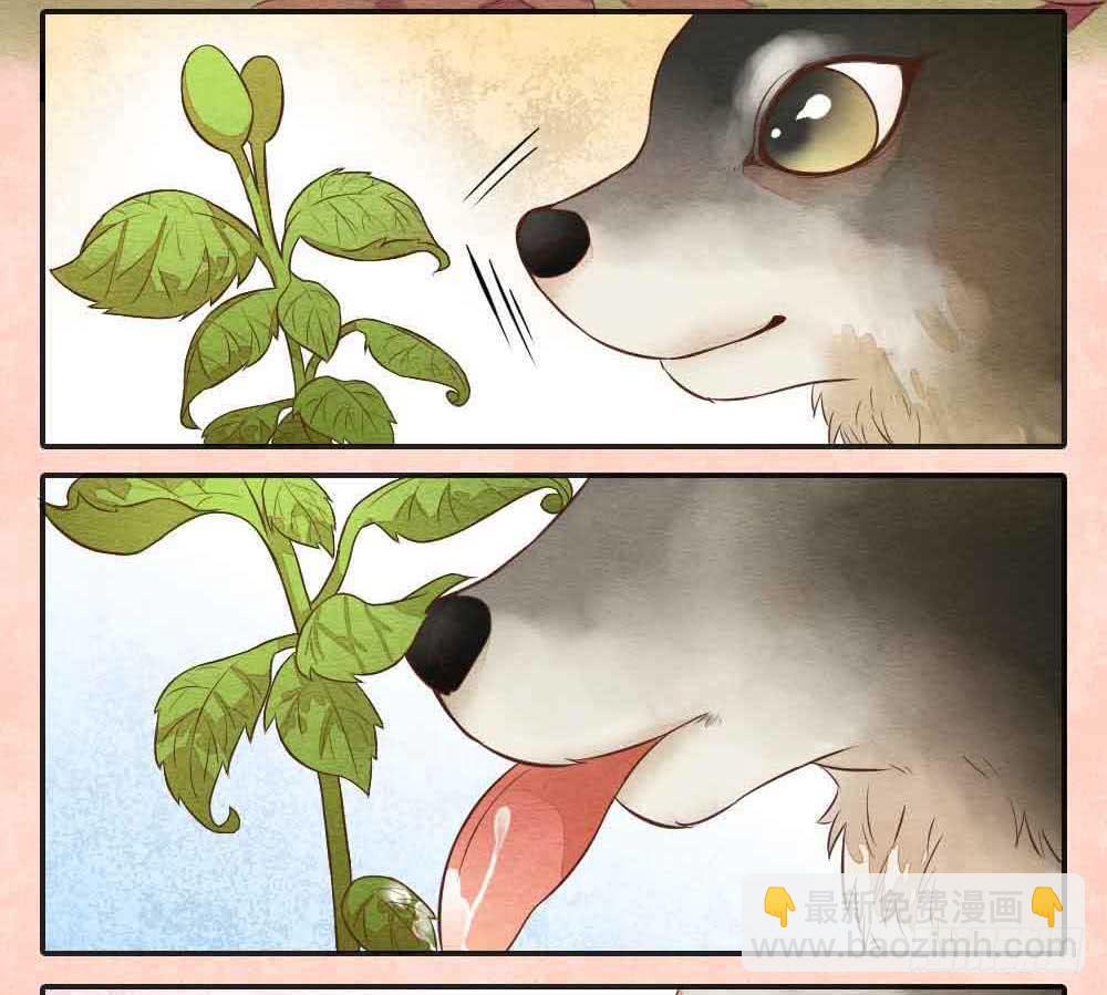 《妖师传奇》【番外】狼妖龙葵草番外 第10页