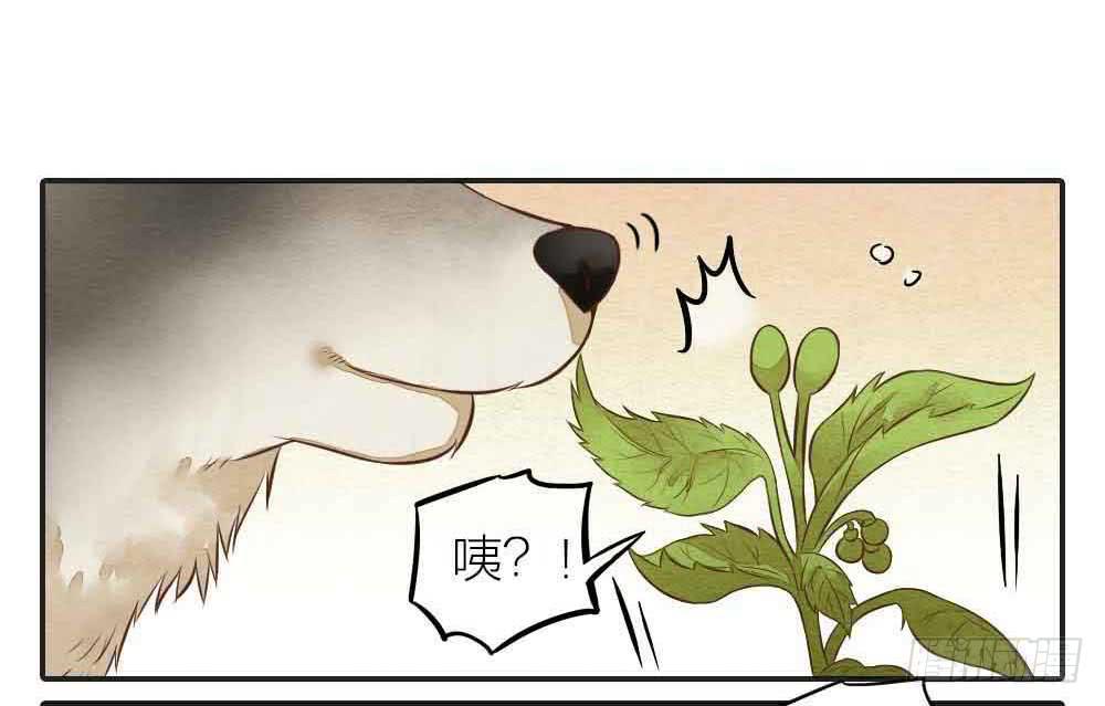 《妖师传奇》【番外】狼妖龙葵草番外 第3页